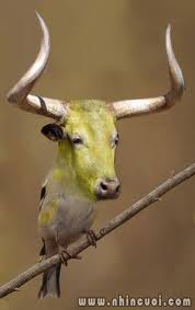 Mọc sừng,chuyện cười, chuyện hài hước, chuyện tiếu lâm,truyện cười, truyện hài hước