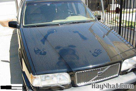 Ảnh cười, Ảnh vui, funny photo, Hình ảnh vui, Hình cười bể bụng, Hình Hài Hước, Hình vui, Tranh hài hước, tranh vui, Tranh vui hài hước, Tranh vui Hội quán cười, Tranh vui nước ngoài