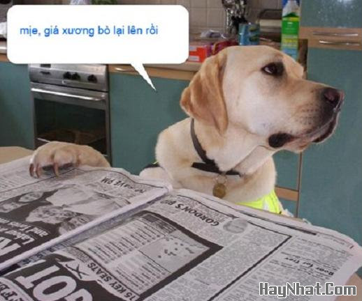 Ảnh cười, Ảnh vui, funny photo, Hình ảnh vui, Hình cười bể bụng, Hình Hài Hước, Hình vui, Tranh hài hước, tranh vui, Tranh vui hài hước, Tranh vui Hội quán cười, Tranh vui nước ngoài