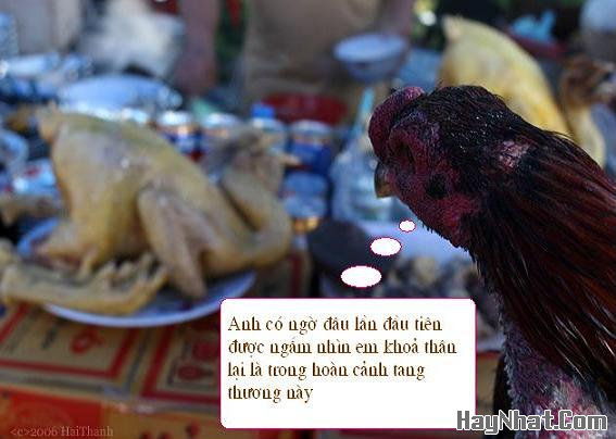 Ảnh cười, Ảnh vui, funny photo, Hình ảnh vui, Hình cười bể bụng, Hình Hài Hước, Hình vui, Tranh hài hước, tranh vui, Tranh vui hài hước, Tranh vui Hội quán cười, Tranh vui nước ngoài