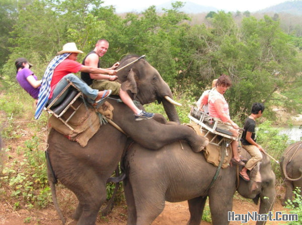 Ảnh cười, Ảnh vui, funny photo, Hình ảnh vui, Hình cười bể bụng, Hình Hài Hước, Hình vui, Tranh hài hước, tranh vui, Tranh vui hài hước, Tranh vui Hội quán cười, Tranh vui nước ngoài