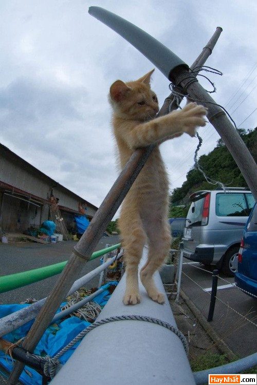 mấy chú cứ để anh làm! 2