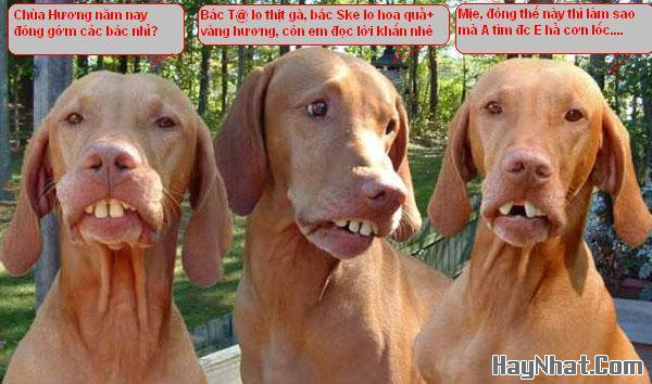 Ảnh cười, Ảnh vui, funny photo, Hình ảnh vui, Hình cười bể bụng, Hình Hài Hước, Hình vui, Tranh hài hước, tranh vui, Tranh vui hài hước, Tranh vui Hội quán cười, Tranh vui nước ngoài