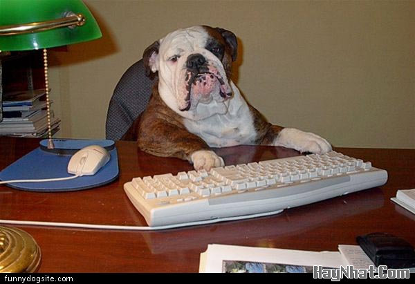 Hinh vui, anh vui, tranh vui, funny photo