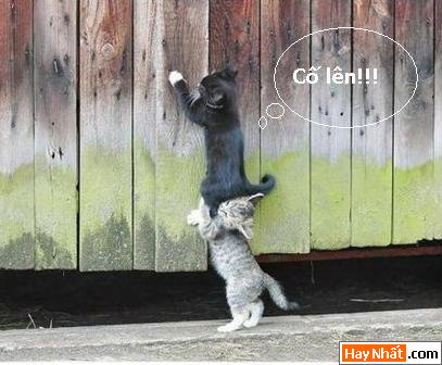 Mèo, Cat, Con mèo, Chú mèo, Động vật, Động vật vui, Hình vui Động vật, Hình vui, Tranh vui, Ảnh vui, Ảnh hài hước, Hình hài hước, Hình vui nhất, Ảnh vui nhất, Tranh vui nhất