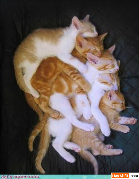 Mèo, Cat, Con mèo, Chú mèo, Động vật, Động vật vui, Hình vui Động vật, Hình vui, Tranh vui, Ảnh vui, Ảnh hài hước, Hình hài hước, Hình vui nhất, Ảnh vui nhất, Tranh vui nhất