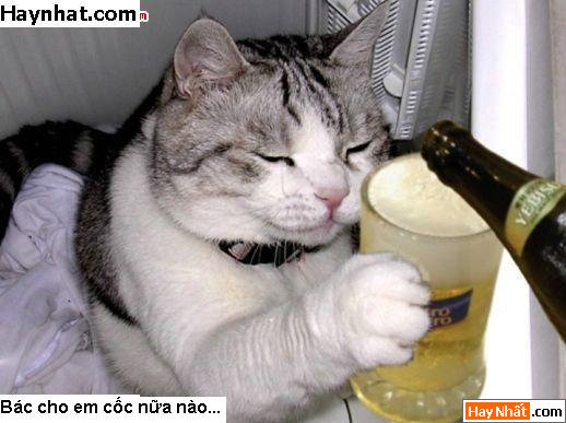 Mèo, Cat, Con mèo, Chú mèo, Động vật, Động vật vui, Hình vui Động vật, Hình vui, Tranh vui, Ảnh vui, Ảnh hài hước, Hình hài hước, Hình vui nhất, Ảnh vui nhất, Tranh vui nhất