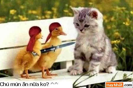 Mèo, Cat, Con mèo, Chú mèo, Động vật, Động vật vui, Hình vui Động vật, Hình vui, Tranh vui, Ảnh vui, Ảnh hài hước, Hình hài hước, Hình vui nhất, Ảnh vui nhất, Tranh vui nhất