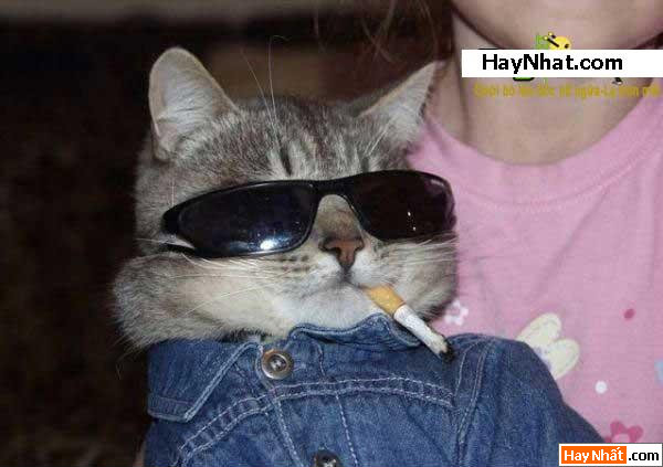 Mèo, Cat, Con mèo, Chú mèo, Động vật, Động vật vui, Hình vui Động vật, Hình vui, Tranh vui, Ảnh vui, Ảnh hài hước, Hình hài hước, Hình vui nhất, Ảnh vui nhất, Tranh vui nhất