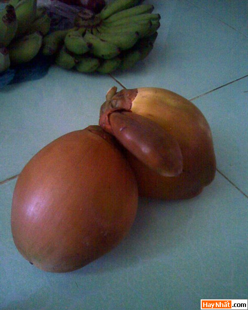 Vui nhất, Vui nhat, Hình vui, Hinh Vui, Ảnh vui, Anh vui, Hình ảnh vui, Hinh anh vui, Anh vui nhat, Ảnh vui nhất, Hinh vui nhat, Hình vui nhất, Funny Photo