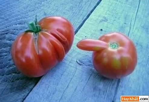 Vui nhất, Vui nhat, Hình vui, Hinh Vui, Ảnh vui, Anh vui, Hình ảnh vui, Hinh anh vui, Anh vui nhat, Ảnh vui nhất, Hinh vui nhat, Hình vui nhất, Funny Photo