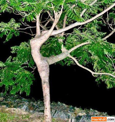 Vui nhất, Vui nhat, Hình vui, Hinh Vui, Ảnh vui, Anh vui, Hình ảnh vui, Hinh anh vui, Anh vui nhat, Ảnh vui nhất, Hinh vui nhat, Hình vui nhất, Funny Photo