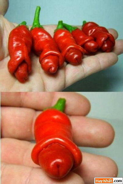 Vui nhất, Vui nhat, Hình vui, Hinh Vui, Ảnh vui, Anh vui, Hình ảnh vui, Hinh anh vui, Anh vui nhat, Ảnh vui nhất, Hinh vui nhat, Hình vui nhất, Funny Photo