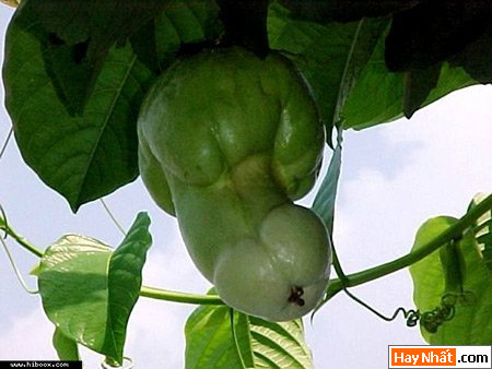 Vui nhất, Vui nhat, Hình vui, Hinh Vui, Ảnh vui, Anh vui, Hình ảnh vui, Hinh anh vui, Anh vui nhat, Ảnh vui nhất, Hinh vui nhat, Hình vui nhất, Funny Photo