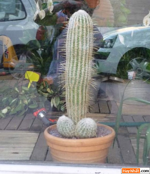 Vui nhất, Vui nhat, Hình vui, Hinh Vui, Ảnh vui, Anh vui, Hình ảnh vui, Hinh anh vui, Anh vui nhat, Ảnh vui nhất, Hinh vui nhat, Hình vui nhất, Funny Photo