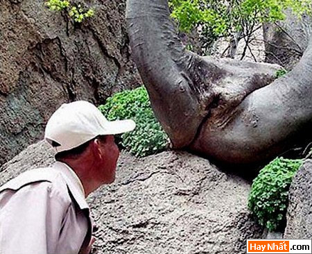 Vui nhất, Vui nhat, Hình vui, Hinh Vui, Ảnh vui, Anh vui, Hình ảnh vui, Hinh anh vui, Anh vui nhat, Ảnh vui nhất, Hinh vui nhat, Hình vui nhất, Funny Photo