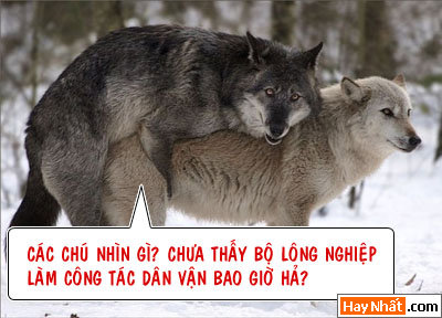 16+, 13+, 18+, Động vật, Chuyện ấy, Khỉ, Gà, Bò, Chó, Nhím, Lợn, Heo, Chuột, ếch,  Chuyện ấy, Bình luận vui