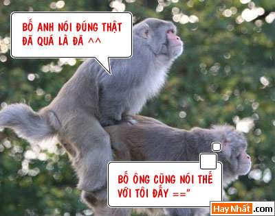 16+, 13+, 18+, Động vật, Chuyện ấy, Khỉ, Gà, Bò, Chó, Nhím, Lợn, Heo, Chuột, ếch,  Chuyện ấy, Bình luận vui