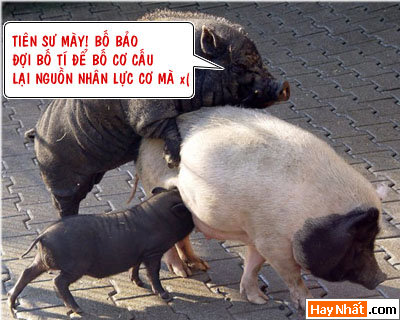 16+, 13+, 18+, Động vật, Chuyện ấy, Khỉ, Gà, Bò, Chó, Nhím, Lợn, Heo, Chuột, ếch,  Chuyện ấy, Bình luận vui