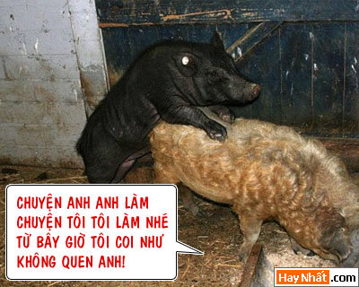 16+, 13+, 18+, Động vật, Chuyện ấy, Khỉ, Gà, Bò, Chó, Nhím, Lợn, Heo, Chuột, ếch,  Chuyện ấy, Bình luận vui