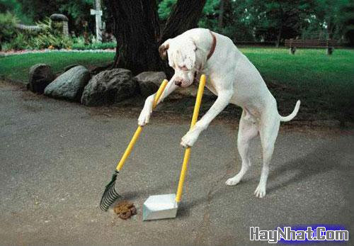 Hình Hài Hước, Ảnh cười, Ảnh vui, funny photo, Hình ảnh vui, Hình cười bể bụng, Hình vui, Tranh hài hước, tranh vui, Tranh vui hài hước, Tranh vui Hội quán cười, Tranh vui nước ngoài