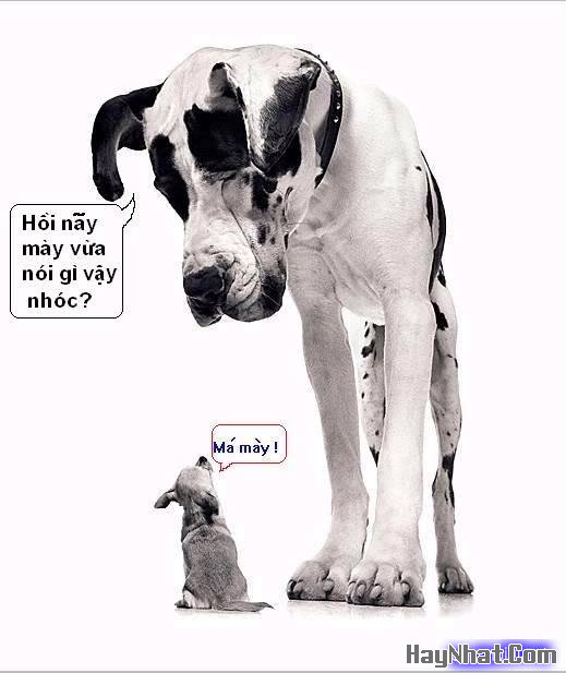 Hình Hài Hước, Ảnh cười, Ảnh vui, funny photo, Hình ảnh vui, Hình cười bể bụng, Hình vui, Tranh hài hước, tranh vui, Tranh vui hài hước, Tranh vui Hội quán cười, Tranh vui nước ngoài