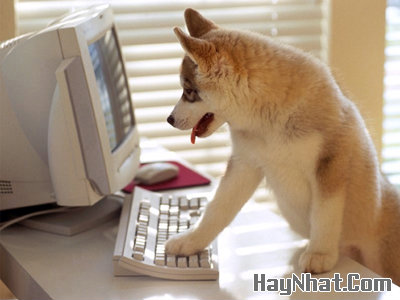 Hinh vui, anh vui, tranh vui, funny photo