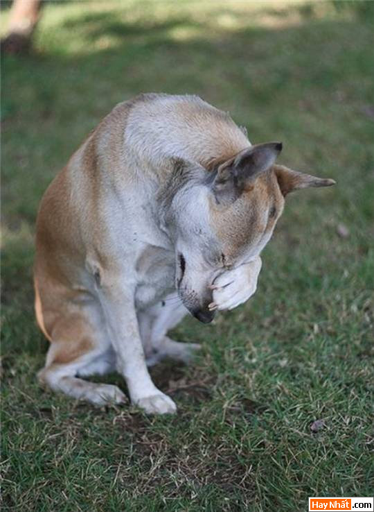 Cún, Chó, Hình Vui của chó, Hình vui, Ảnh vui