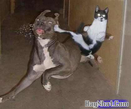 Hình Hài Hước, Ảnh cười, Ảnh vui, funny photo, Hình ảnh vui, Hình cười bể bụng, Hình vui, Tranh hài hước, tranh vui, Tranh vui hài hước, Tranh vui Hội quán cười, Tranh vui nước ngoài