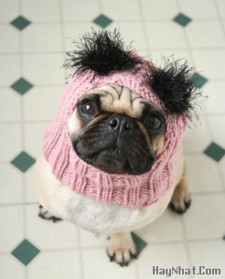 Hình Hài Hước, Ảnh cười, Ảnh vui, funny photo, Hình ảnh vui, Hình cười bể bụng, Hình vui, Tranh hài hước, tranh vui, Tranh vui hài hước, Tranh vui Hội quán cười, Tranh vui nước ngoài