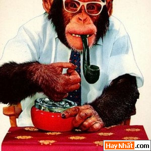 Khỉ, Khỉ Đột, Hình Khỉ, Con Khỉ, Hình vui, Ảnh Vui, Loài khỉ, Khỉ hút thuốc