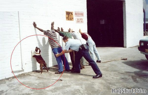 Ảnh cười, Ảnh vui, funny photo, Hình ảnh vui, Hình cười bể bụng, Hình Hài Hước, Hình vui, Tranh hài hước, tranh vui, Tranh vui hài hước, Tranh vui Hội quán cười, Tranh vui nước ngoài