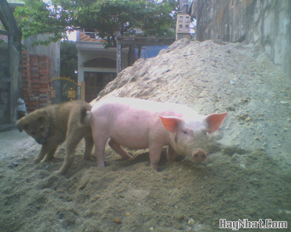 hinh vui, anh vui, tranh vui
