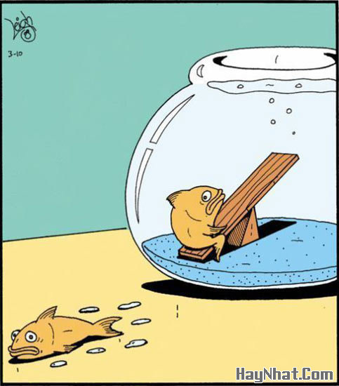 Ảnh cười, Ảnh vui, funny photo, Hình ảnh vui, Hình cười bể bụng, Hình Hài Hước, Hình vui, Tranh hài hước, tranh vui, Tranh vui hài hước, Tranh vui Hội quán cười, Tranh vui nước ngoài