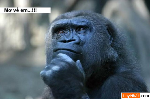 Vui nhất, Vui nhat, Hình vui, Hinh Vui, Ảnh vui, Anh vui, Hình ảnh vui, Hinh anh vui, Anh vui nhat, Ảnh vui nhất, Hinh vui nhat, Hình vui nhất, Funny Photo