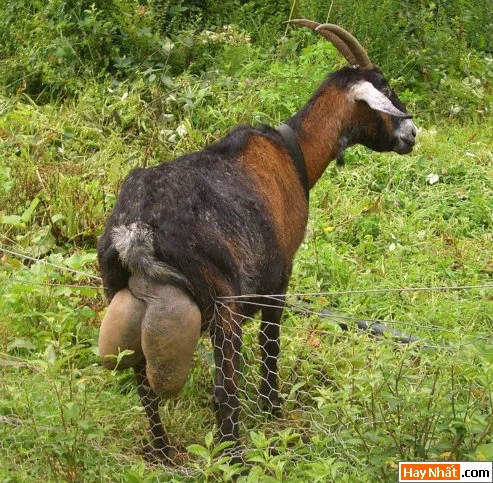 VUI NHẤT, VUI NHAT, HÌNH VUI, HINH VUI, ẢNH VUI, ANH VUI, HÌNH ẢNH VUI, HINH ANH VUI, ANH VUI NHAT, ẢNH VUI NHẤT, HINH VUI NHAT, HÌNH VUI NHẤT, FUNNY PHOTO