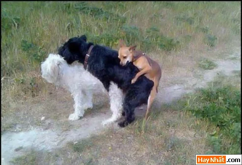 VUI NHẤT, VUI NHAT, HÌNH VUI, HINH VUI, ẢNH VUI, ANH VUI, HÌNH ẢNH VUI, HINH ANH VUI, ANH VUI NHAT, ẢNH VUI NHẤT, HINH VUI NHAT, HÌNH VUI NHẤT, FUNNY PHOTO