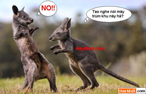 Vui nhất, Vui nhat, Hình vui, Hinh Vui, Ảnh vui, Anh vui, Hình ảnh vui, Hinh anh vui, Anh vui nhat, Ảnh vui nhất, Hinh vui nhat, Hình vui nhất, Funny Photo