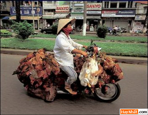 Vui nhất, Vui nhat, Hình vui, Hinh Vui, Ảnh vui, Anh vui, Hình ảnh vui, Hinh anh vui, Anh vui nhat, Ảnh vui nhất, Hinh vui nhat, Hình vui nhất, Funny Photo