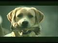 dog,funny clip,clip vui,clip hài,clip hài hước,clip vui nhộn,clip hay nhat,hay nhat