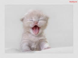 chuyện cười, chuyện tiếu lâm, Chuyện vui, Hay Nhất, truyện cười, truyện tiếu lâm, Vui nhất,Mèo