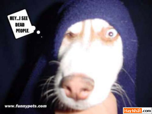 Funny pic,hình vui,ảnh vui,ảnh ngộ nghĩnh,ngộ nghĩnh,ảnh đẹp,chó,động vật