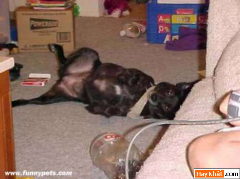 Funny pic,hình vui,ảnh vui,ảnh ngộ nghĩnh,ngộ nghĩnh,ảnh đẹp,chó,động vật