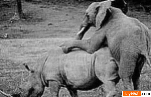 Dong vat, Động vật, Cuồng dâm, Dê, Chuyen ay, Sex, Làm tình, Hiếp dâm, Hinh vui, Hình vui, Hinh anh vui, Hình ảnh vui, Hình vui nhộn, Hinh Hai huoc