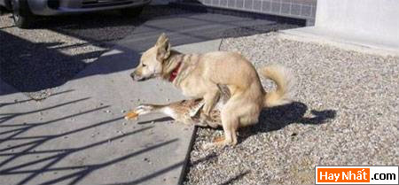 Dong vat, Động vật, Cuồng dâm, Dê, Chuyen ay, Sex, Làm tình, Hiếp dâm, Hinh vui, Hình vui, Hinh anh vui, Hình ảnh vui, Hình vui nhộn, Hinh Hai huoc