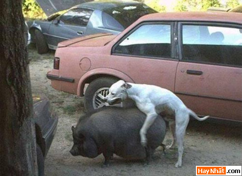 Dong vat, Động vật, Cuồng dâm, Dê, Chuyen ay, Sex, Làm tình, Hiếp dâm, Hinh vui, Hình vui, Hinh anh vui, Hình ảnh vui, Hình vui nhộn, Hinh Hai huoc