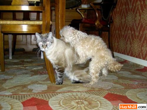 Dong vat, Động vật, Cuồng dâm, Dê, Chuyen ay, Sex, Làm tình, Hiếp dâm, Hinh vui, Hình vui, Hinh anh vui, Hình ảnh vui, Hình vui nhộn, Hinh Hai huoc