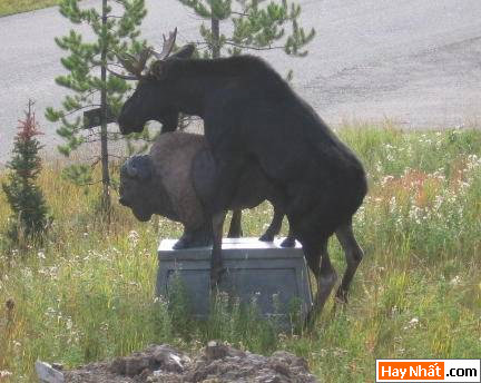 Dong vat, Động vật, Cuồng dâm, Dê, Chuyen ay, Sex, Làm tình, Hiếp dâm, Hinh vui, Hình vui, Hinh anh vui, Hình ảnh vui, Hình vui nhộn, Hinh Hai huoc