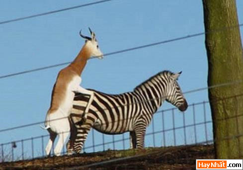 Dong vat, Động vật, Cuồng dâm, Dê, Chuyen ay, Sex, Làm tình, Hiếp dâm, Hinh vui, Hình vui, Hinh anh vui, Hình ảnh vui, Hình vui nhộn, Hinh Hai huoc