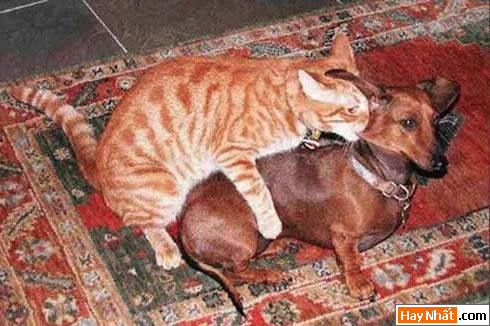 Dong vat, Động vật, Cuồng dâm, Dê, Chuyen ay, Sex, Làm tình, Hiếp dâm, Hinh vui, Hình vui, Hinh anh vui, Hình ảnh vui, Hình vui nhộn, Hinh Hai huoc